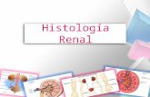 Histología del Aparato Renal