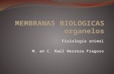 Membranas biologicas