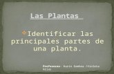 Identificar las-partes-de-las-plantas ppt