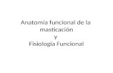 Anatomía funcional de la masticacióny fisiología funcional