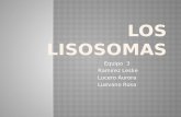 Los lisosomas