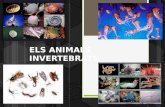 Els animals-invertebratscinque-1234971263870170-1