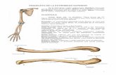 Osteologia extremidades