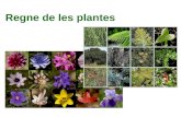 Tema 9 regne de les plantes
