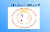 (7) division celular mitosis 2011