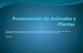 Presentacion de animales y plantas