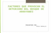 Bosque arrayanes