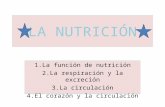 La nutricion. (Nutrition)