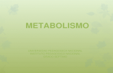 Metabolismo 7°