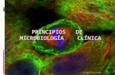 Principios   de   microbiología    clínica