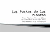 Las partes de las plantas