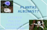 Plantas albinas en blogger