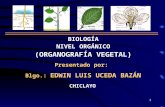organografía vegetal