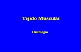 Tejido muscular1 (1)