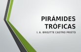 Pirámides Tróficas