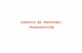 Transcripción y Traducción (Sintesis de proteinas)