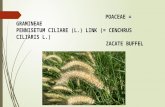 Centhus ciliares (ZACATE BUFFEL) cadillo no espinoso