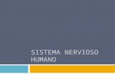 Sistema nervioso humano 5 a