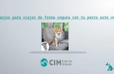 CIM Formación - 10 consejos para viajar de forma segura con tu perro