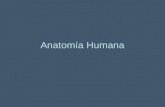 Anatomía humana(dibujos)
