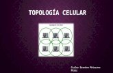 Topología Celular