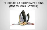 Morfologia interna cigonya.