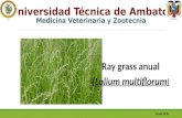 Lolium multiflorum (rye grass anual, italiano)