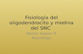 Fisiología del oligodendrocito y mielina del snc