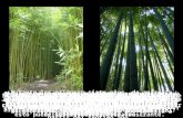 Bambú japon.