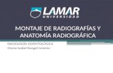 Montaje de radiografías y anatomía radiográfica