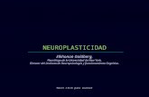Neuroplasticidad (g)