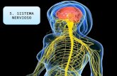 sistema nervioso y vasos linfáticos