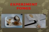 Experiment fongs