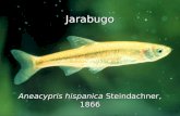 Especies en peligro (jarabugo)