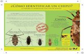 Identificar chipo (2010)