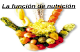 Tema 1 La Función de nutrición. MªDafrosa 4ºB 2013