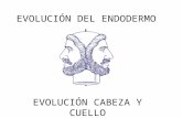 Evolución endodermo arcos