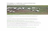Ovejas y cabras colombianas llegarán a curazao