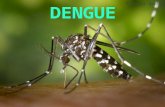 Dengue  28.05.13 - Udabol, POR: Thiago André