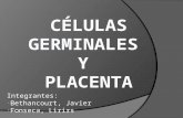 celulas germinales y placenta