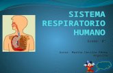 Recurso educativo Sistema Respiratorio Humano