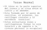 Torax normal