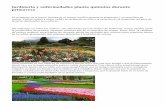 Jardineria y enfermedades planta quinotos durante  primavera