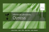 Biología: Experimento; Osmosis en las Zanahorias
