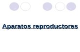 Aparato reproductor: