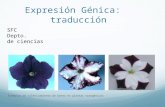 expresión génica: traducción de proteínas. PowerPoint para cuartos medios, biología.