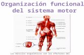 Organizacion funcional del sistema nervioso ivanna flynn