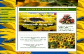 Publicación 1  floristeria girasol