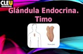 Glandulas endocrinas ( timo y glandula pineal)