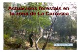 Actuacions forestals en la zona de La Carrasca